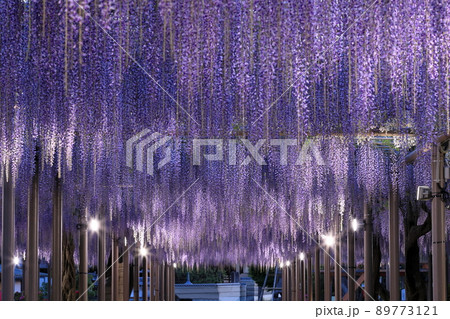 曼陀羅寺公園の長い房の藤のライトアップ 曼陀羅寺公園の長い房の藤のライトアップ 89773121