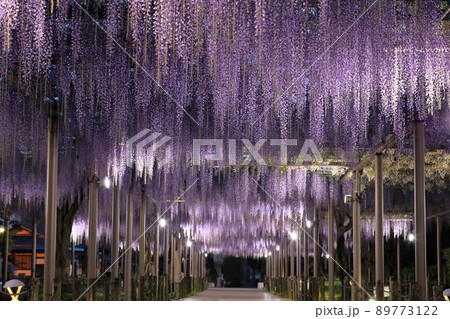 曼陀羅寺公園の藤棚のライトアップ 89773122