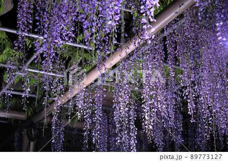 曼陀羅寺公園のライトアップされた九尺藤 89773127