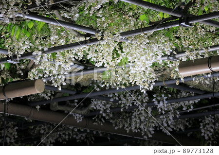 白カピタンの藤棚のライトアップ 89773128