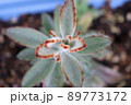 植物 工場 プランツ 89773172