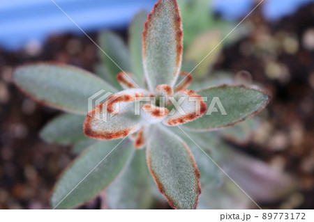 植物 工場 プランツ 89773172