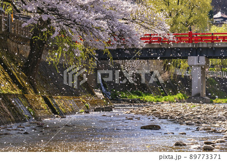 210412中橋桜g038 210412中橋桜g038 89773371