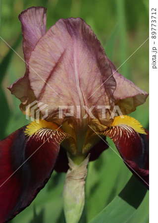 春の日本の公園に咲く赤紫色のジャーマンアイリスの花 春の日本の公園に咲く赤紫色のジャーマンアイリスの花 89773712