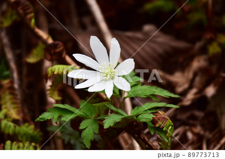 枯野のキクザキイチゲ 89773713