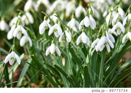 密集して咲くスノードロップ 89773734