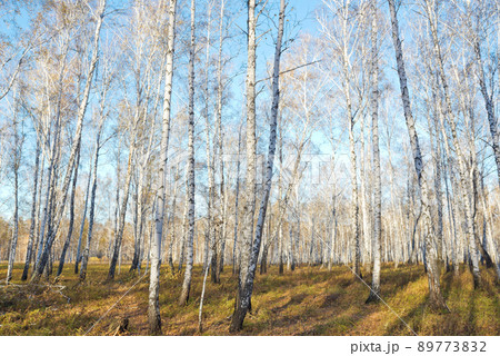 Autumn forest Autumn forest 89773832