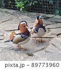 鳥 動物 動物学 89773960