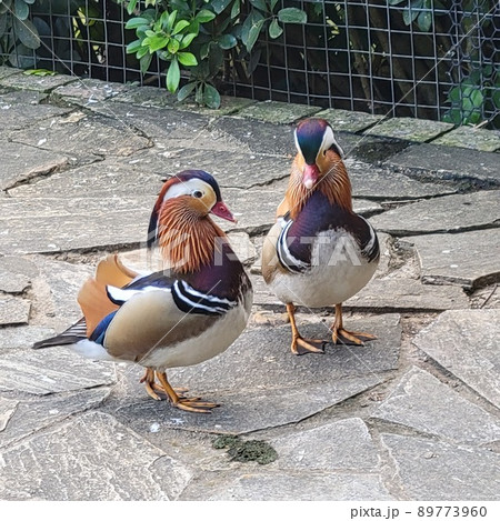 鳥 動物 動物学 89773960
