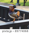 鳥 動物 動物学 89774068