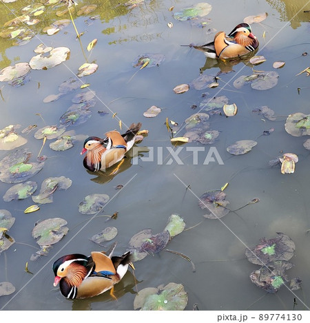 池 溜池 池底 89774130