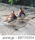 鳥 鳥類 家禽 89774354