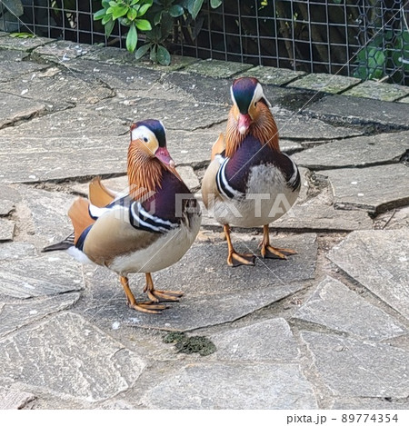 鳥 鳥類 家禽 89774354