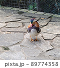 鳥 鳥類 家禽 89774358