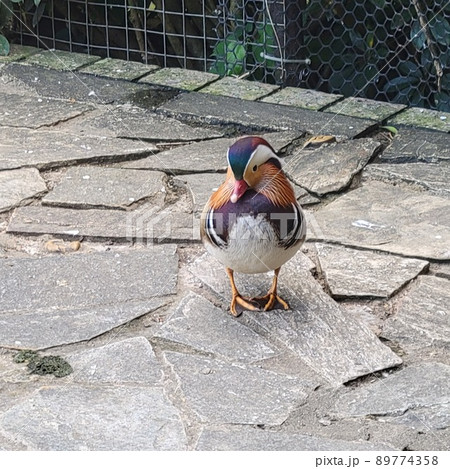 鳥 鳥類 家禽 89774358