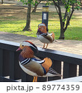 鳥 鳥類 家禽 89774359