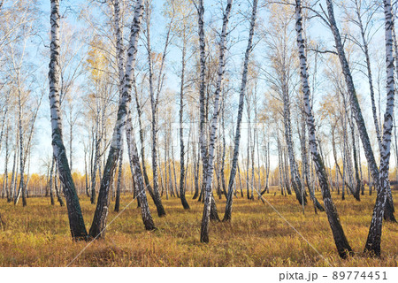 Autumn forest 89774451