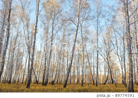 Autumn forest 89774591