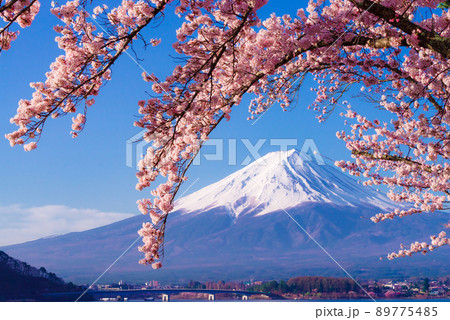 河口湖北岸の桜並木 河口湖北岸の桜並木 89775485