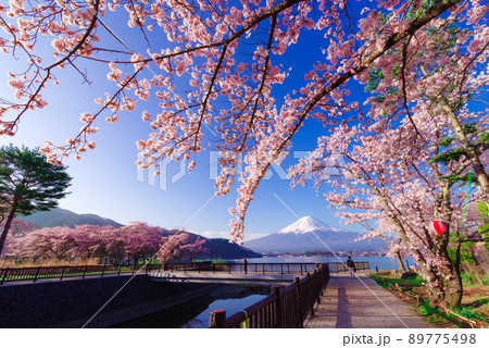 河口湖北岸の桜並木 河口湖北岸の桜並木 89775498
