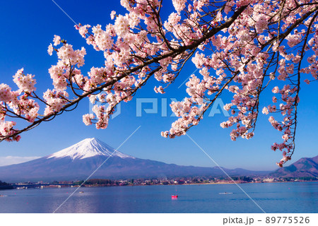 河口湖北岸の桜並木 河口湖北岸の桜並木 89775526