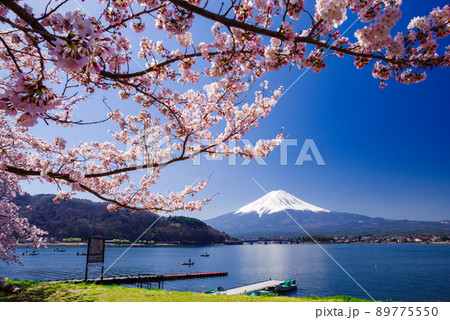 河口湖北岸の桜並木 河口湖北岸の桜並木 89775550