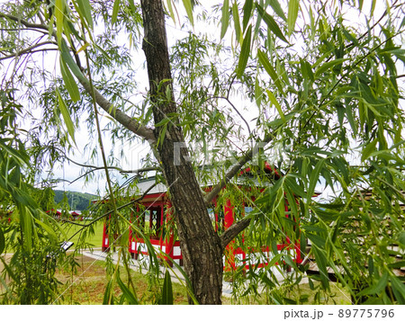 道の駅おがち 小町の郷の枝垂柳(秋田県湯沢市) 道の駅おがち 小町の郷の枝垂柳(秋田県湯沢市) 89775796