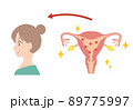 エストロゲンが多い、若い女性の子宮イラスト 89775997