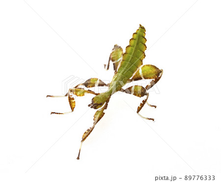 stick insect in studio 89776333