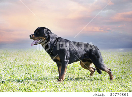 training of rottweiler 89776361