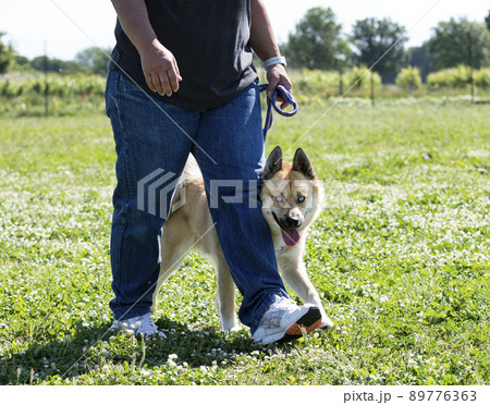 woman and pomsky in nature 89776363