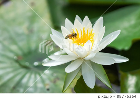 可憐に咲く白い睡蓮の花と蜜を集めるミツバチの姿。 89776364
