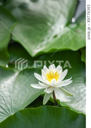 可憐に咲く白い睡蓮の花 89776365