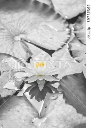 モノクロの世界に咲く白い睡蓮の花 89776366