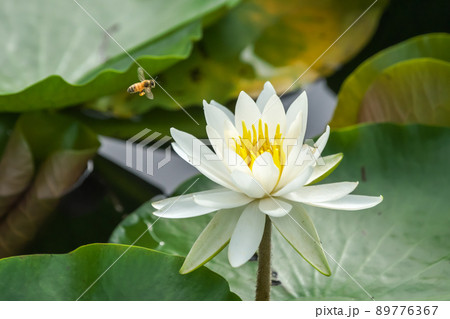 可憐に咲く白い睡蓮の花と蜜を集めるミツバチの姿。 89776367