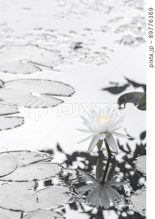 モノクロの世界に咲く白い睡蓮の花 89776369