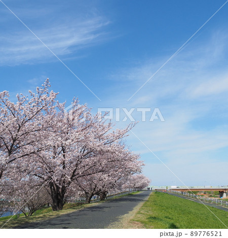 荒川土手の桜 荒川土手の桜 89776521