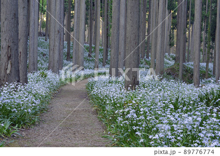 【京都府】綾部市老富町 シャガ群生地 水源の里 【京都府】綾部市老富町 シャガ群生地 水源の里 89776774