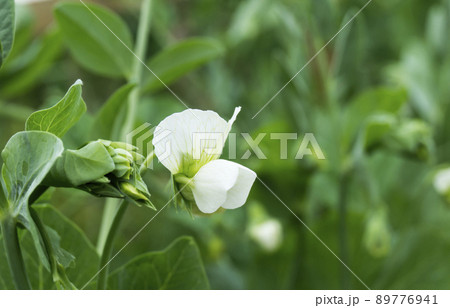 White flower green bob in garden 89776941