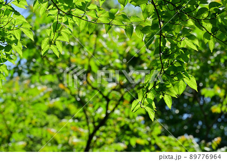 新緑のヤマボウシの葉 新緑のヤマボウシの葉 89776964