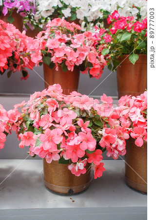impatiens in potted, scientific name Impatiens walleriana flowers also called Balsam, flower bed of blossoms impatiens in potted, scientific name Impatiens walleriana flowers also called Balsam, flower bed of blossoms 89777003