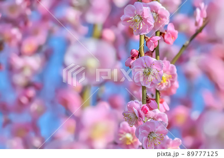 ピンク色のしだれ梅の花 ピンク色のしだれ梅の花 89777125