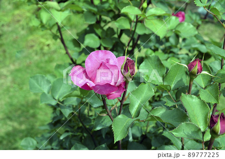 香りの良い濃いピンクのバラ、薔薇、新緑、光、花、家庭園芸、背景イメージ素材、5月 89777225