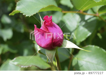 香りの良い濃いピンクのバラ、薔薇、新緑、光、花、家庭園芸、背景イメージ素材、5月 香りの良い濃いピンクのバラ、薔薇、新緑、光、花、家庭園芸、背景イメージ素材、5月 89777227