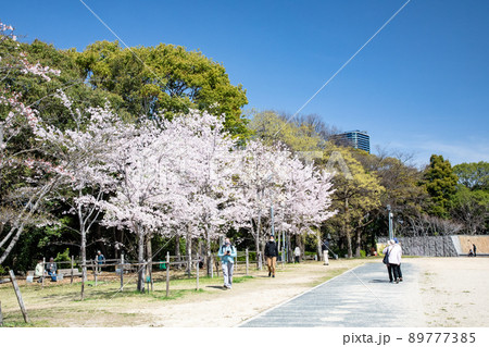 比治山公園の御便殿広場です。桜が満開でお花見の頃です。明るい雰囲気をどうぞ。広島県 89777385