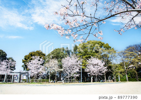 比治山公園の御便殿広場です。桜が満開でお花見の頃です。明るい雰囲気をどうぞ。広島県 89777390
