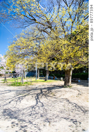 比治山公園の御便殿広場です。桜が満開でお花見の頃です。明るい雰囲気をどうぞ。広島県 比治山公園の御便殿広場です。桜が満開でお花見の頃です。明るい雰囲気をどうぞ。広島県 89777394