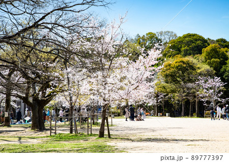 比治山公園の御便殿広場です。桜が満開でお花見の頃です。明るい雰囲気をどうぞ。広島県 比治山公園の御便殿広場です。桜が満開でお花見の頃です。明るい雰囲気をどうぞ。広島県 89777397