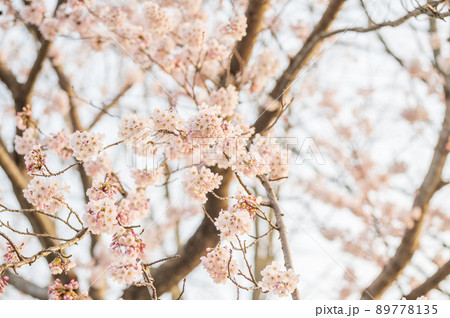 夕日に照らされた桜並木｜海津大崎 89778135