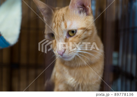 病気の猫 89778136